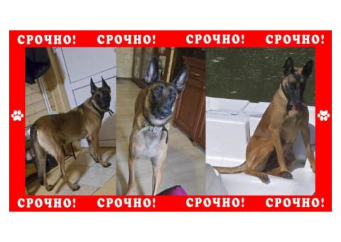Малинуа пропала в Подольском районе. Бельгийская овчарка, девочка
