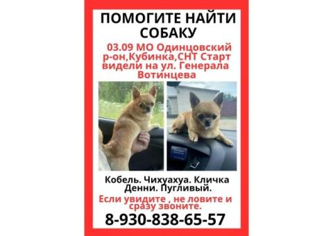 Чихуахуа Денни