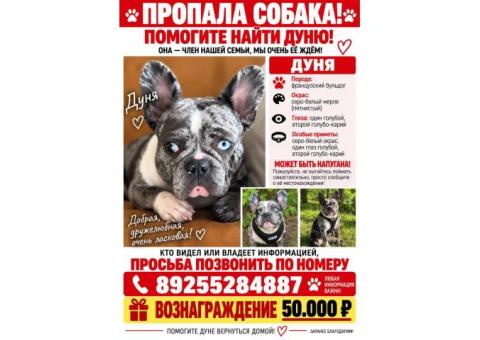 Французский бульдог, окрас мраморный .