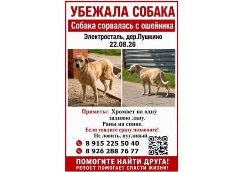 Пропала собака!