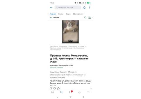 Урусов Михаил Алексеевич. Балийская кошка, девочка, 2,5 года. Зовут Мася