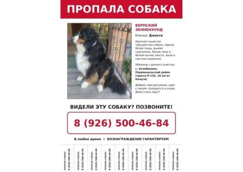 Зейбель Анна Андреевна/Бернский зенненхунд/Джесси