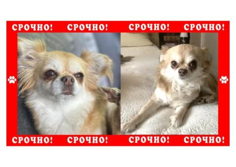 Чихуахуа пропала СПБ Санкт-Петербурге