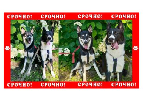 В Хотьково М.О. пропало две собаки похожих на лайку и хаски