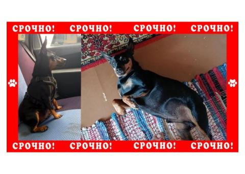 Цвергпинчер пропал в Саратовской области | Гагаринский район | СНТ Черемушки