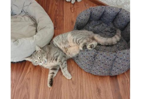 Кот Буся, 2 года