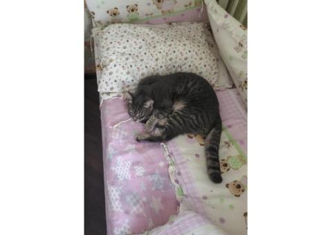 Кот Буся, 2 года