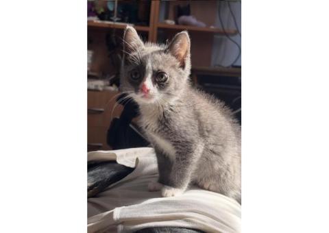 Потерялся кот по имени Зевс, 4 месяца