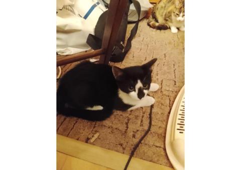 Котёнок девочка 4-5 месяцев, кошка