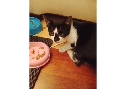 Котёнок девочка 4-5 месяцев, кошка