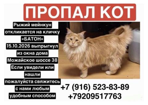 Пропал мейнкун